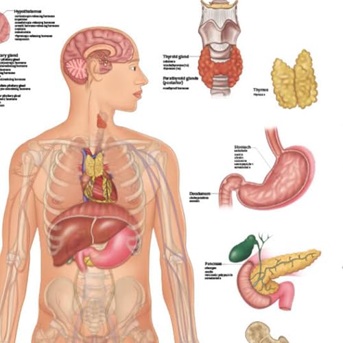 Anatomy Lab Human Endocrine System Anatomy Poster, 17.3 x 22.5 Inches, Body System Diagram, Anatomical Chart for Education Learning and Students.