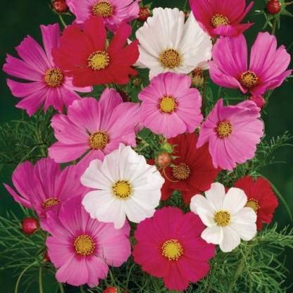 See full amazon price history chart for Green World COSMOS SENSATION MIXED FLOWER SEEDS FOR KITCHEN GARDEINING (100 seeds) Green World COSMOS SENSATION MIXED FLOWER SEEDS FOR KITCHEN GARDEINING (100 seeds) (B09KS1SSKL) Amazon Price History, Amazon Price Tracker