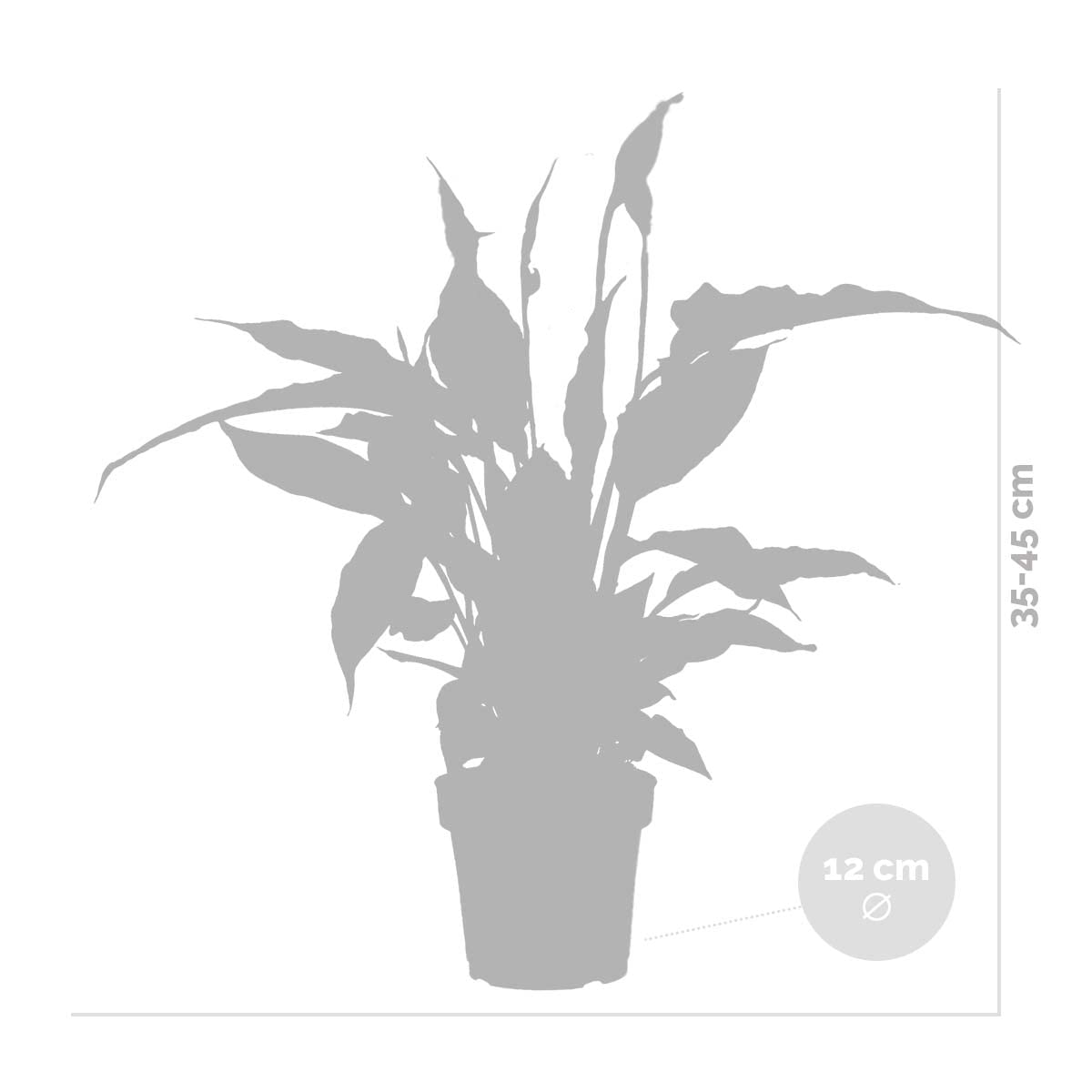 Bloomique - Spathiphyllum Torelli - Friedenslilie - Einblatt Zimmerpflanze  - Zimmerpflanzen - Luftreinigend - Hhe 30-40 cm - Topf 12 cm : Amazon.de:  Garten