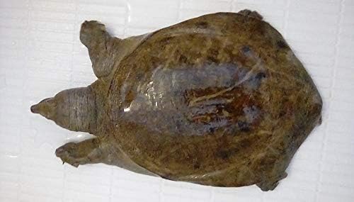 Amazon 天然 活き スッポン 1 0 1 2kg程度 生体 鍋などに 天然スッポン 食品 飲料 お酒 通販 Amazon 天然 活き スッポン 1 0 1 2kg程度 生体 鍋などに 天然スッポン 食品 飲料 お酒 通販