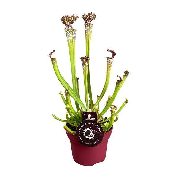 Pianta carnivora – Sarracenia Farnhamii – Ø 12 cm – 40 cm – Pianta tubolare esotica per interni – Pianta carnivore facile da pulire