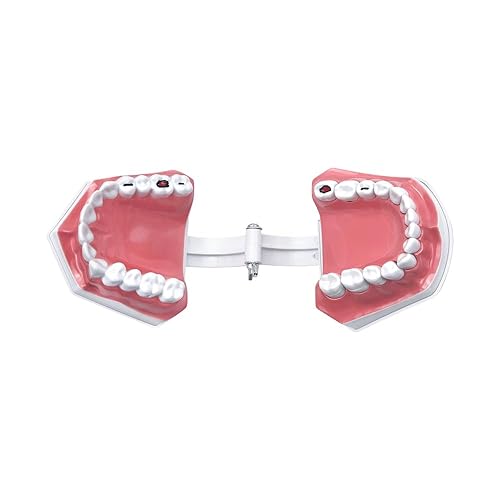 Miniatura 34 de 2 modelos de dientes estándar, modelo dental para adultos, modelo estándar de demostración de Typodont para niños, enseñanza dental, pantalla