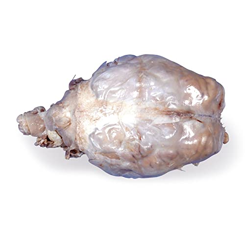 Carolina's Perfect Solution Sheep Brain, Dura Mater Intact, Plain, Pail