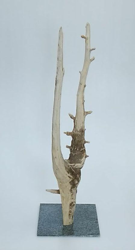 Amazon.co.jp: 流木インテリア 流木オブジェ レア流木 W1521 おしゃれ