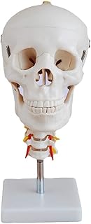 Skull Model with Cervical Spine - Human Skull Model with Cervical - Medical Anatomical Human Skull Model Human Anatomy Model - for Medical Educational Training Aid