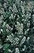 Catnip Lemon Scented Nepeta cataria citriodora 2,000 Seeds