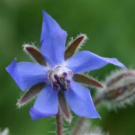 Borage Seeds (Borago Officinalis) Bee Friendly Wildlife Friendly Herb