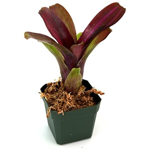 Neoregelia 'Zoe' Bromeliad Cover