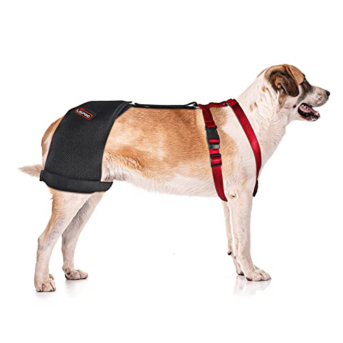 Risurry/Lispoo Dog Hip Support Brace Support Hip Dysplasi #TOP3