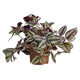 Bloomique