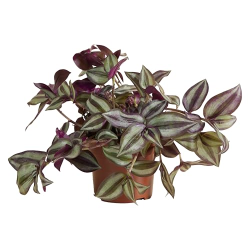Bloomique - Tradescantia Violet Hill - Plante d'intérieur - Plante suspendue - Purificateur d'air - Facile d'entretien - 10-20 cm de haut - Pot 12 cm