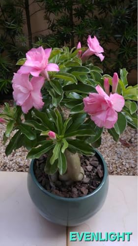 Image of Adenium /Desert Rose Healthy Bonsai Flower Live Plant,(Pack Of 1,Without Pot) Indoor /Outdoor Plant Original Variety Live Plant