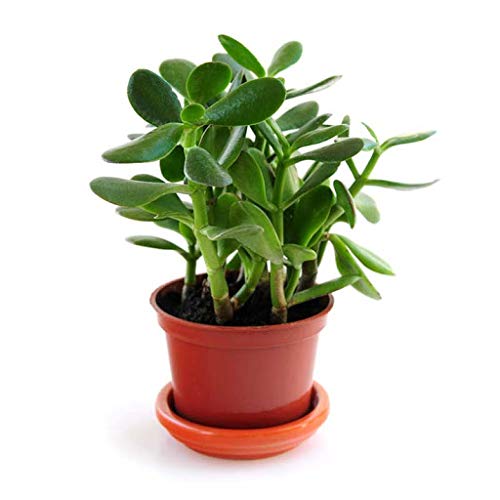 Greenursery Crassula Ovata Succulent Live Money Friendship Tree Lucky Dollar Jade Plant with Plastic Pot (Pack Of 1) (B0CSSQXXRB) Amazon Price History, Amazon Price Tracker