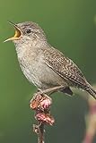  Bird Journal: A 120 Page 6X9 Blank Lined Notebook / Journal Gift For Bird Owners , Bird Watchers, Campers, Hikers, Ornithologists and More (Pretty Birds Vol)