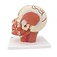 3B Scientific Menschliche Anatomie - Kopfmuskulatur mit Blutgefäßen + kostenlose Anatomie App - 3B Smart Anatomy