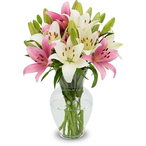 Stargazer Barn - 10 Stem Pink & White Lilies (Vase