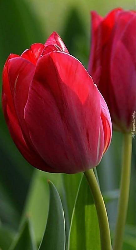 Ritz Farming� Red colorTulip Bulbs,Rare Species,Garden Flowers,Tulips are of Great Value,Perfect Cut Flowers,Ornamental Flowers,Perennial Herbaceous Flowers-1 Bulbs (B0B73YXNST) Amazon Price History, Amazon Price Tracker