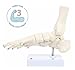 Axis Scientific Life-Size Human Skeletal Foot Model with Ankle - Foot Bones & Joints Articulated with Wire - Includes a Sturdy Base for Display