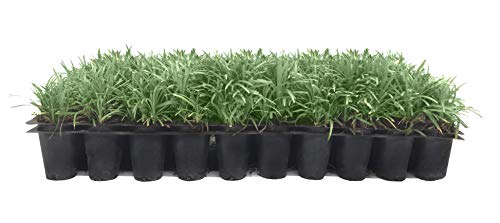 Dwarf Mondo Grass | 30 Live Plants | Ophiopogon Japonicus
