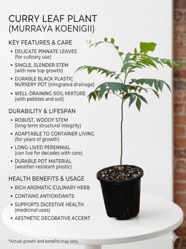 Image of EverEverGreen Live Curry Leaf Plant, Fresh Curry Patta for Home Garden herbal plant with black pot (pack of 1)