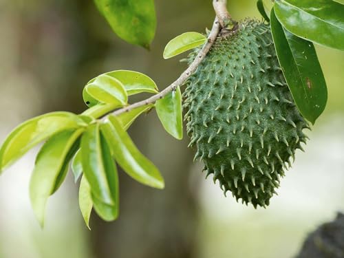 Té de graviola soursop 10 cápsulas miniatura 4