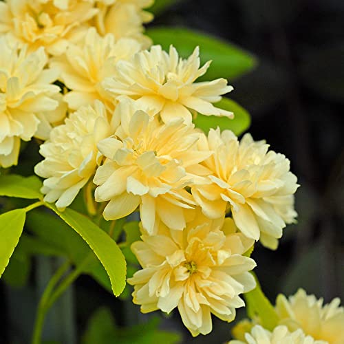 Rambling Rose 'Lutea' Yellow Thornless Climbing Hardy Shrub Double Yellow Blooms RHS AGM Easy to Grow Your Own Garden Flowers 1x 3-Litre Potted Plant by Thompson & Morgan (1)