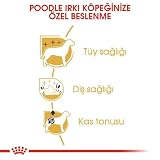Royal Canin Poodle Adult | 3 kg | Sucha karma dla dorosłych pudli | Wspiera sierść i napięcie mięśniowe | Dla psów od 10 miesięcy