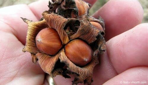 20 Seeds American Hazelnut Tree Filbert Corylus Americana Fruit Nut Seeds Semillas Graines