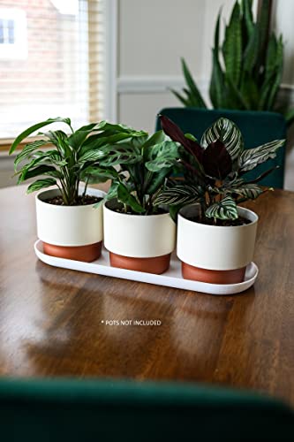 The Hc Companies SSS15000G28C016LRDJX 15 Inch Oval Sprite Pot Plant Saucer thumb #4