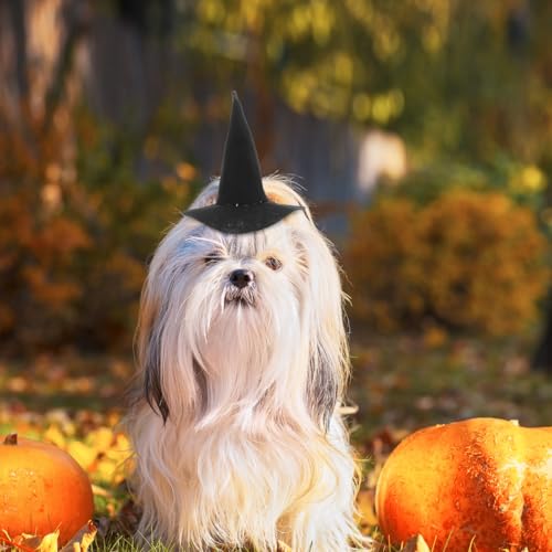 Sombrero de Bruja para Mascotas Halloween miniatura 3