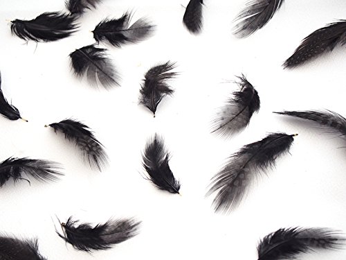 Amazon | 【羽】ホロホロ鳥 20本 [017-Fe-02] ブラック/フェザー