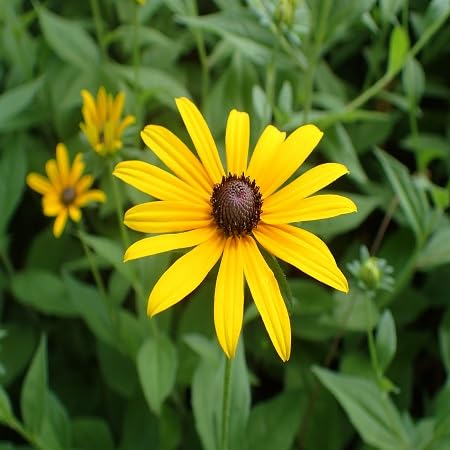 50 semillas de flores de Rudbeckia.
