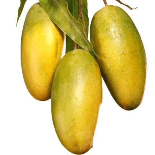Cloud Farm Live Dasheri/Dashehari Mango Grafted Fruit Plant - Healthy Outdoor Plant CF_103 (B0BDXN3S4S) Amazon Price History, Amazon Price Tracker