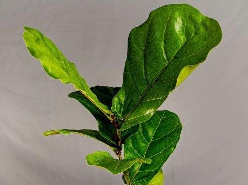 Miniatura 1 de Simply Beautiful - Cestas colgantes y plantas de ropa de cama, planta de iniciación de estrella naranja Calibrochoa