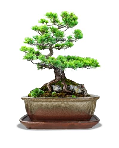 vensovo 10.5 Inch Ceramic Bonsai Pot with Saucer, Brown White Gradient