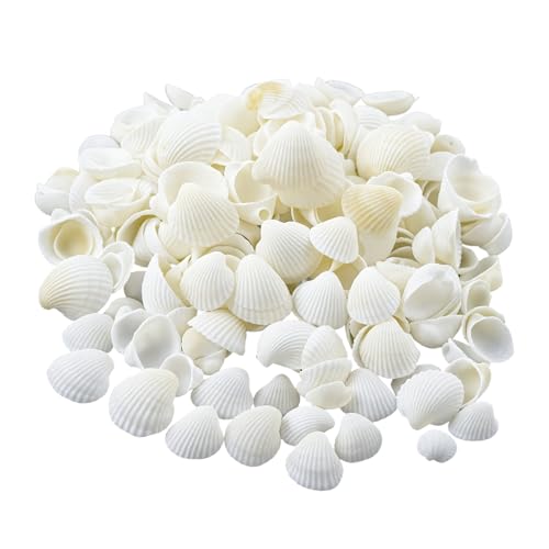 DmDoyy 100 Piezas Conchas Marinas Blancas Naturales, Concha De Vieira Pequeña Para Artesanías Bodas Decoran Fiestas Temáticas De Playa, Peceras Y Rellenos De Jarrones, 2cm-3cm, 250 Gramos