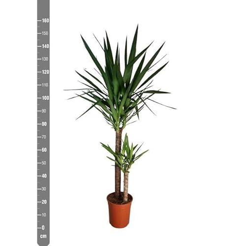 Planta natural Yucca. 140 cm. Segura Garden. La yuca es una planta de interior resistente y de bajo mantenimiento que mejora la calidad del aire, agrega un toque tropical y relajado.