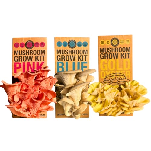 Smart Mushrooms Growing kit Gold Oyster XL - Harvest in 14 Days - Growth Guaranteed - Ideal Mushroom Gifts Foodie/Gardening Fun, Easy & Delicious | Grow Your Own Oyster Mushrooms