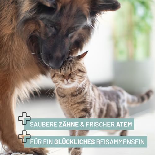 ReaVET Denta Vital - Zahnpflege Finger-Pads für Hunde & Katzen 50 Stück – Zahnreinigung, Zahnpflege ohne Zahnbürste Zahnsteinentferner I Fingerpads, Fingerlinge gegen Mundgeruch