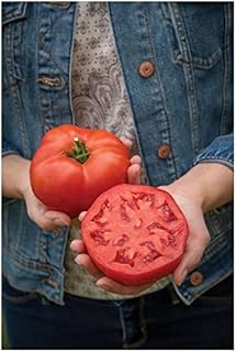 PREMIER SEEDS DIRECT - Tomato -Burlesque - 15 Seeds (Blight Resistant)