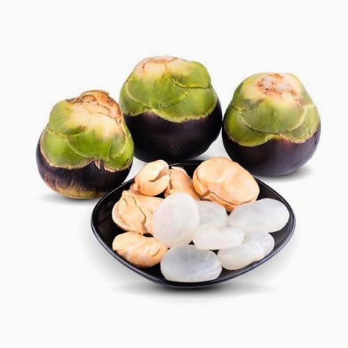 ORGAMIX Ice Apple | பனை நுங்கு | Taad Gola | Nungu | Nonku | Tala | Taati munjalu | Munjal | 2 pieces (pack of 1)