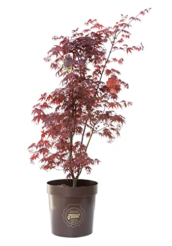 Vannucci Piante - Acero giapponese, Pianta da terrazzo, Acer palmatum 'Bloodgood
