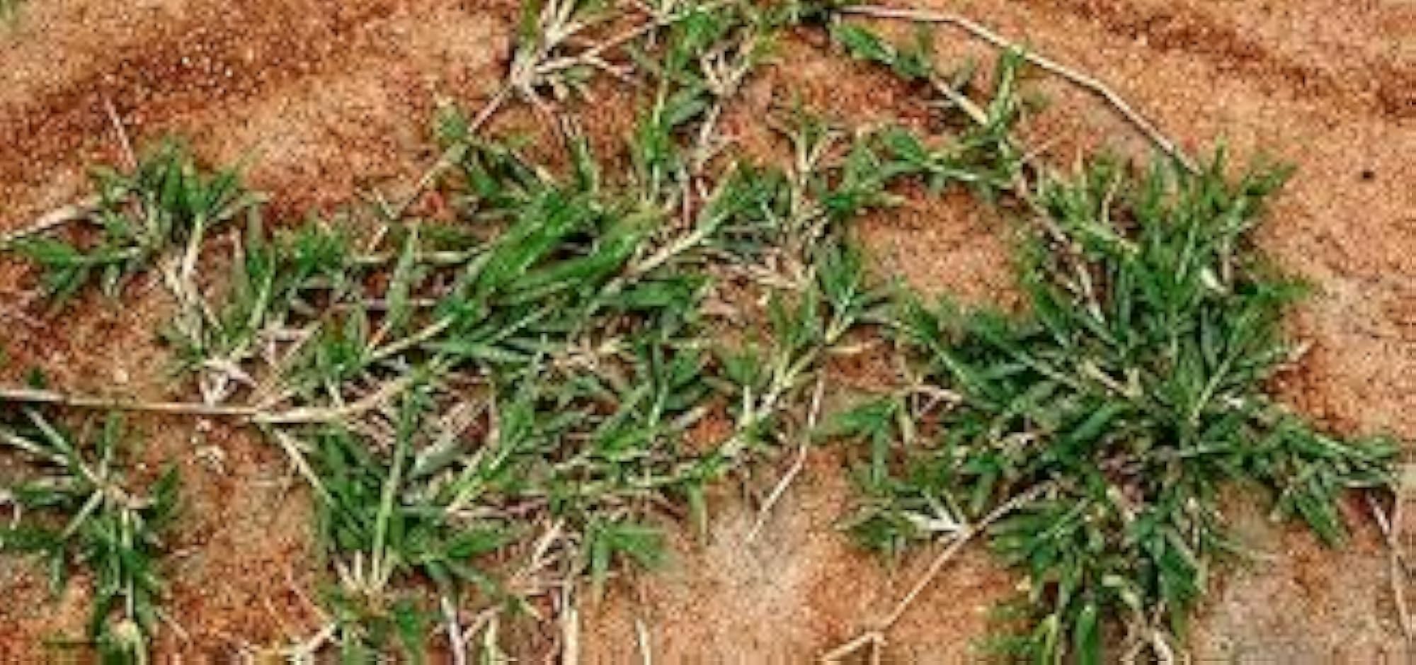 OM Narayan Durva Grass - 100 g