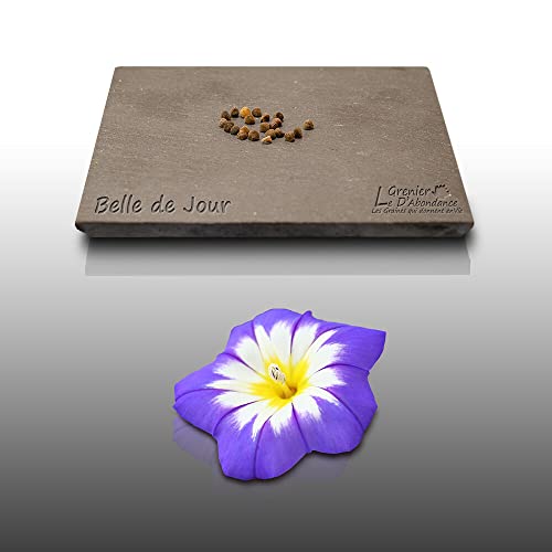 100 graines Fleurs à semer - Le Grenier d'Abondance - BELLE DE JOUR - Convolvulus tricolor