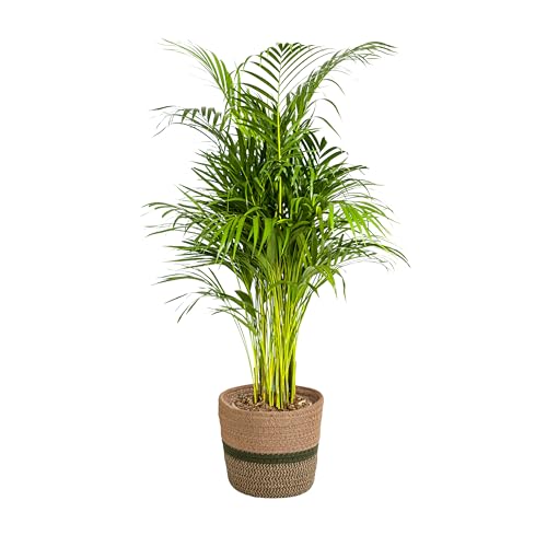 Dypsis Areca Lutescens con cestino - 100-120cm - Ø21cm - Pianta d'appartamento - Sempreverde