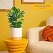 Costa Farms Baby Fiddle Leaf Fig Live Plant in Decorative Pot, Indoor Houseplant, Perfect for Home, Room, or Office Decor, Great House Warming or Birthday Gift, 12-18 Inches Tall