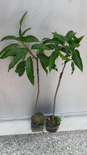 Image of Purple Japanese Miyazaki Mango Plant Original Grafted Fruit Tree Height 1.5-3 Feet Plant Hybrid Plant Fruit In Just 2-3 Years Perfect For Home Gardens Mango Tree Taiyo No Tamago Eggs Of Sun