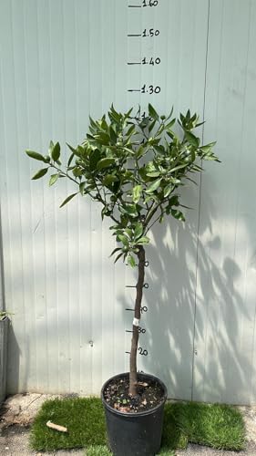 Pianta Di Mandarino Satsuma Miyagawa In Vaso 24 Foto Reali