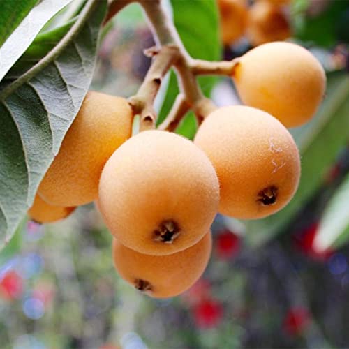 Qauzuy Garden 10 Loquat Tree Seeds, Japanese Plum, Medlar, Misbelief, Pipa - Asian Tasty Sweet Juicy Fruit - Heirloom Organic Fruit Seeds - Easy Grow & Harvest #TOP22