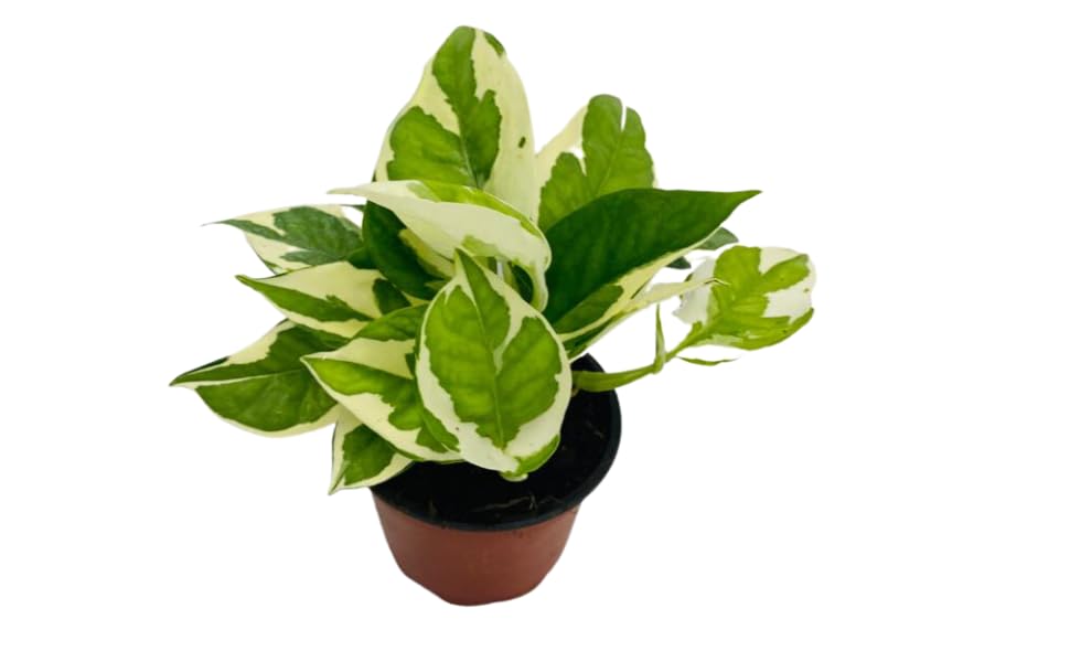 Pothos N Joy, Live Plant in a 4 Inch Growers Pot, Live Indoor, Easy to Grow, Easy to Care, and Low Maintenance Houseplant by Coollectiveplants